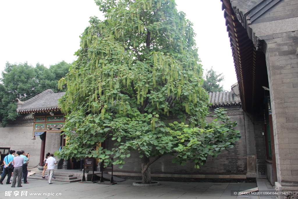梓树