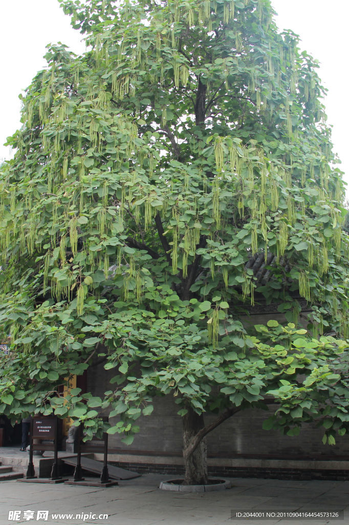 梓树