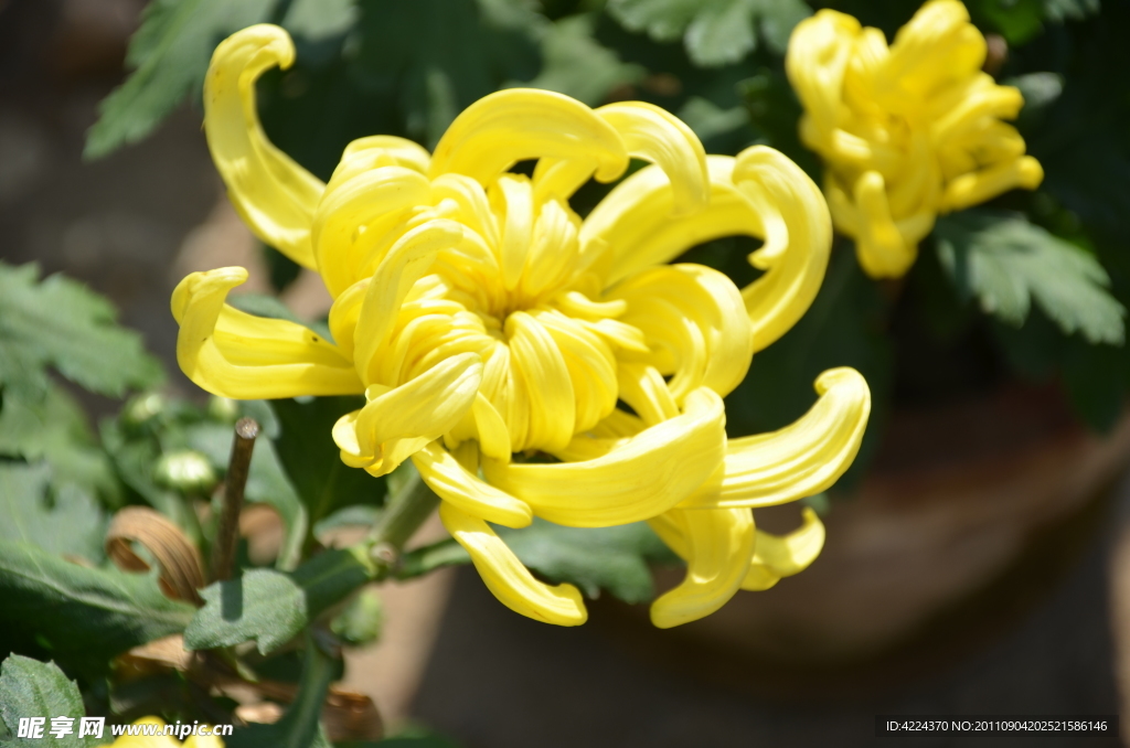 菊花