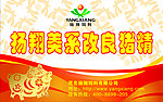 扬翔美系改良猪精