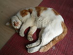 猫猫