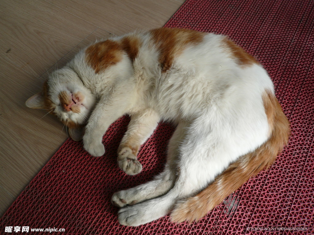 猫猫