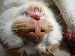 猫猫