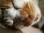 猫猫