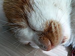 猫猫