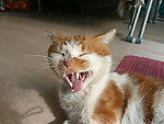 猫猫