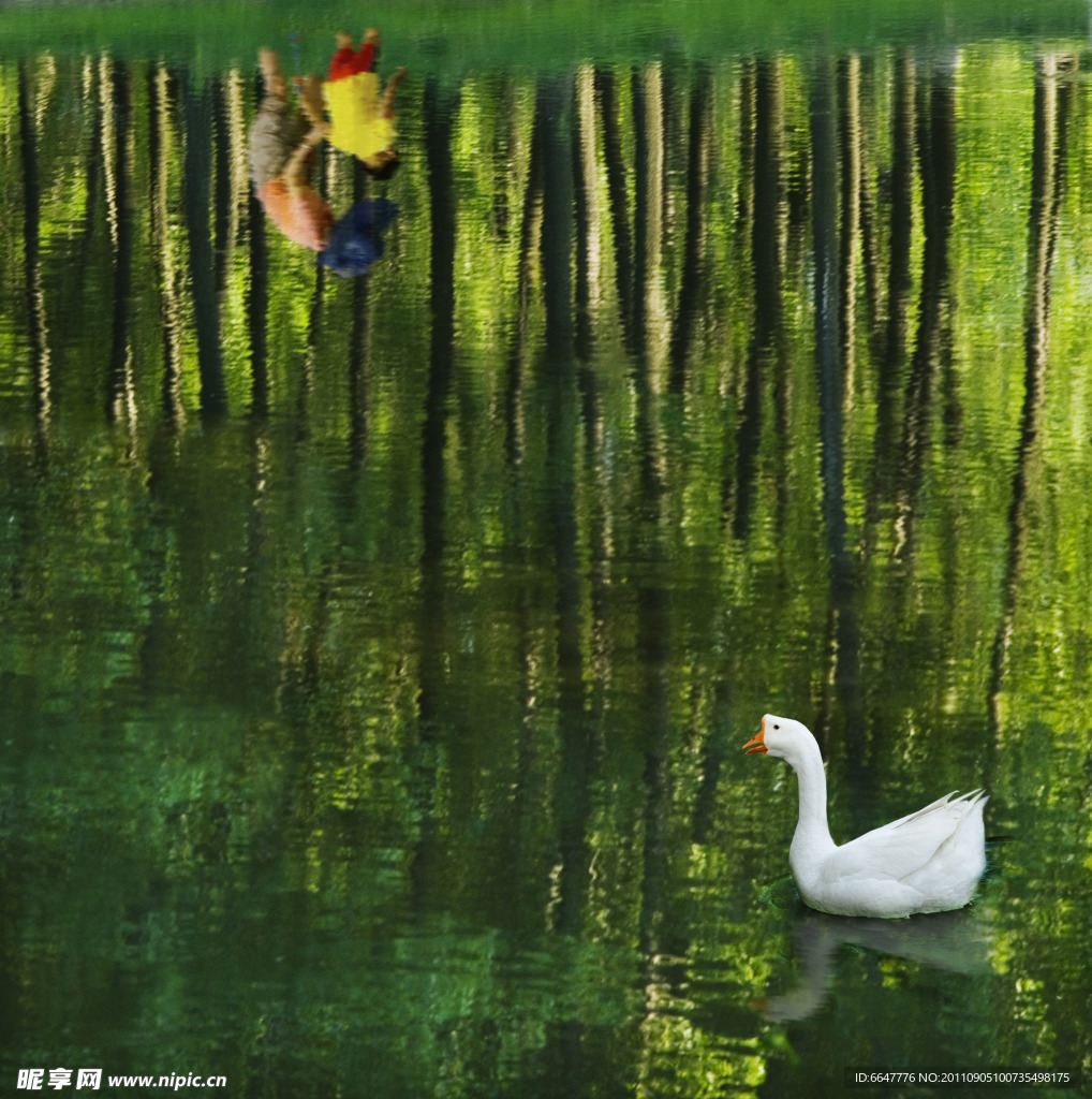 湖泊白鹅