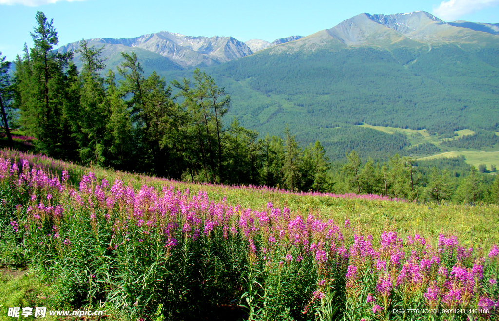 高山野花