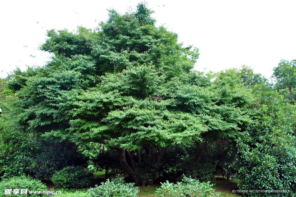 枫树