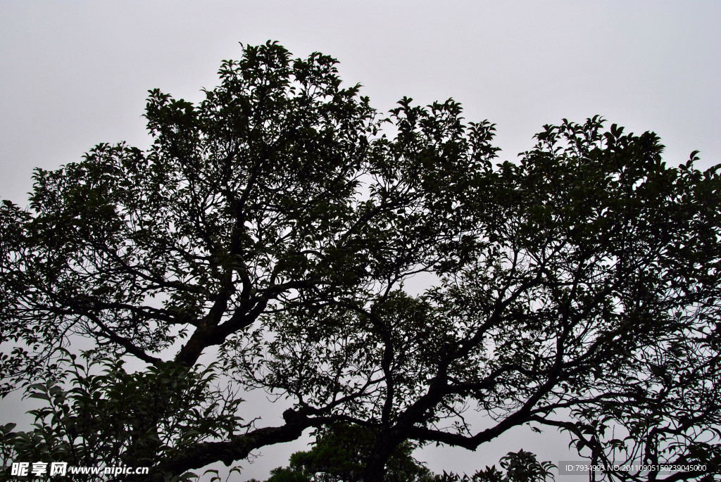 小树