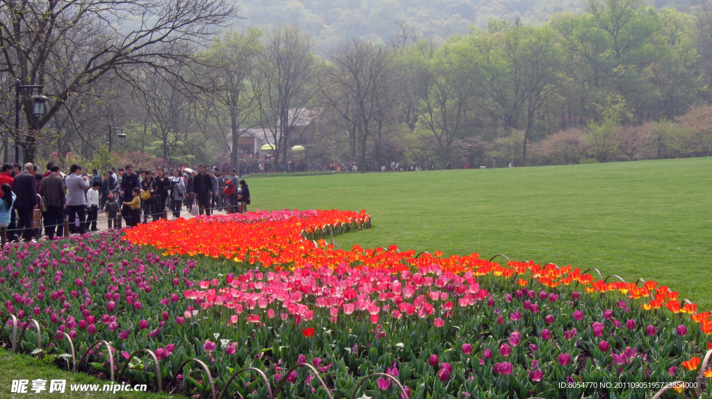 郁金香花海