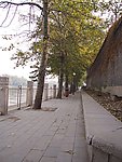林荫道
