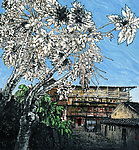 小瓜熟了