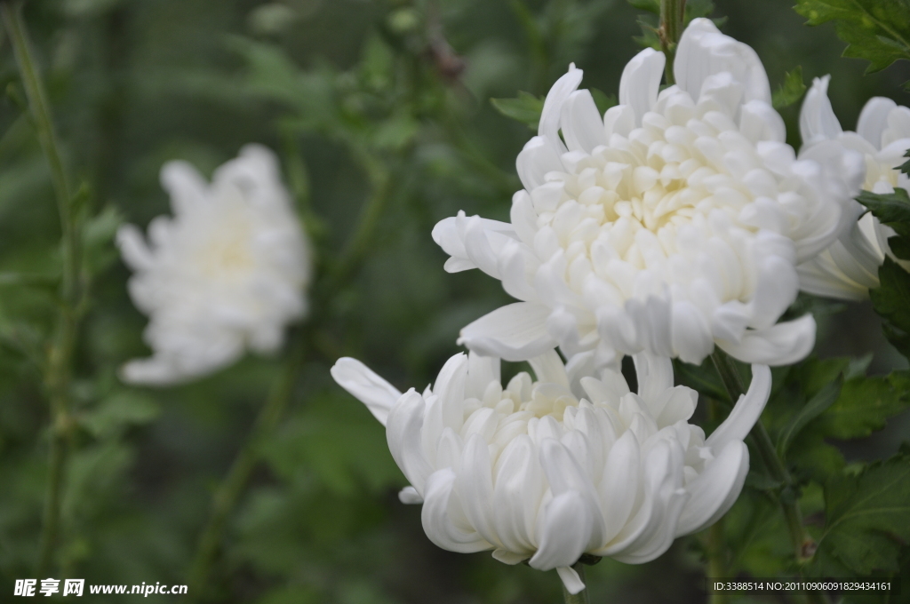 菊花