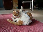 猫猫