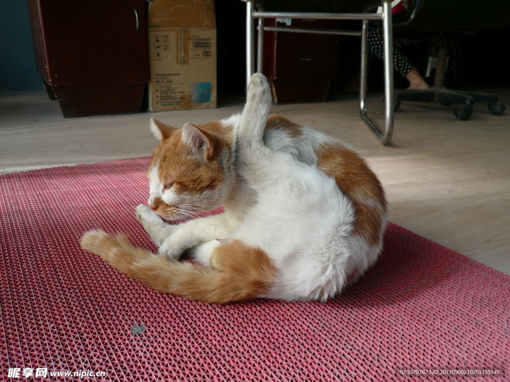 猫猫