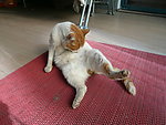 猫猫
