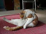 猫猫