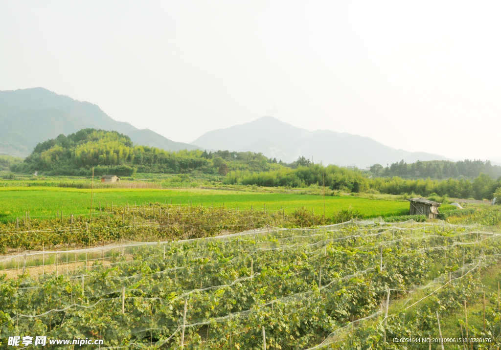 田野