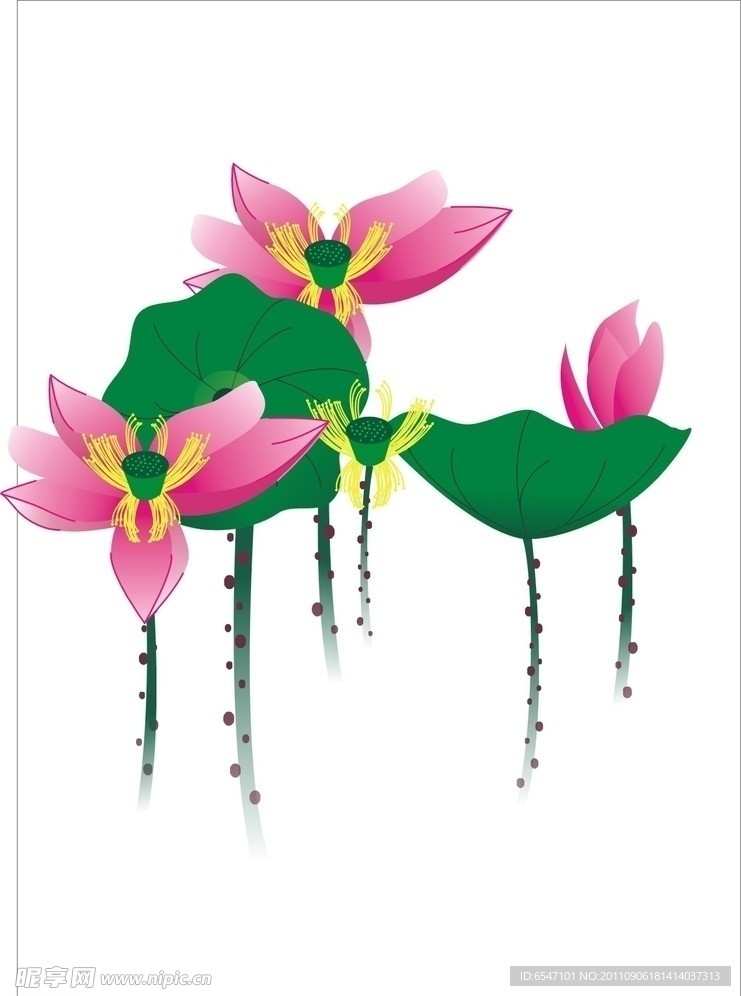 荷花