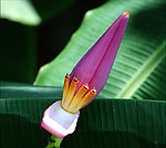 香蕉花