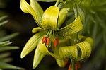 美丽百合花