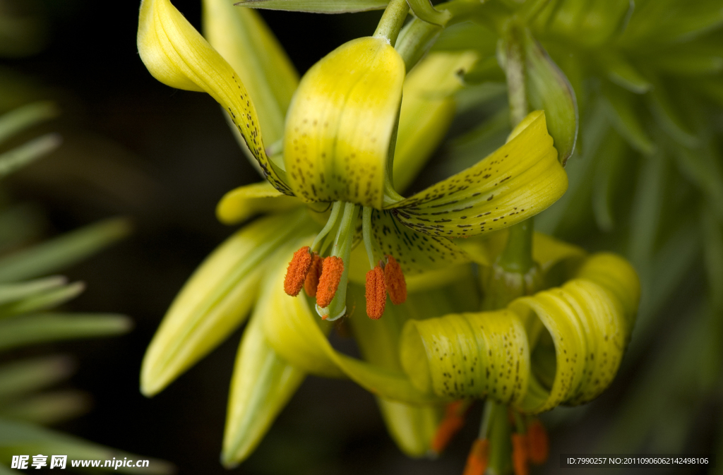 美丽百合花