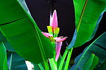 香蕉花