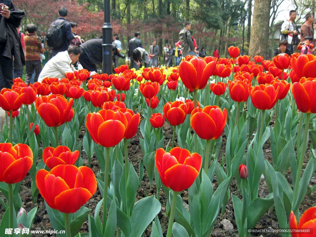 太子湾郁金香花海