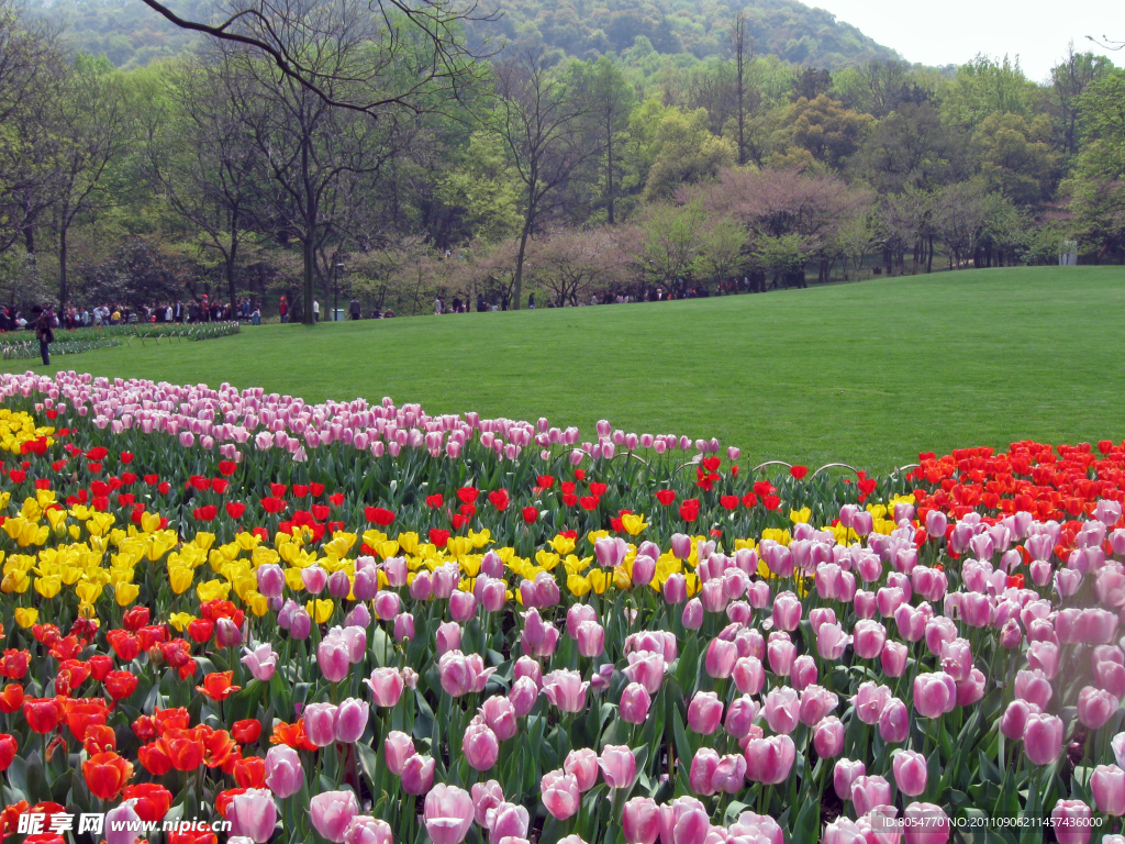 太子湾郁金香花海