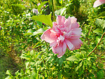 木槿花