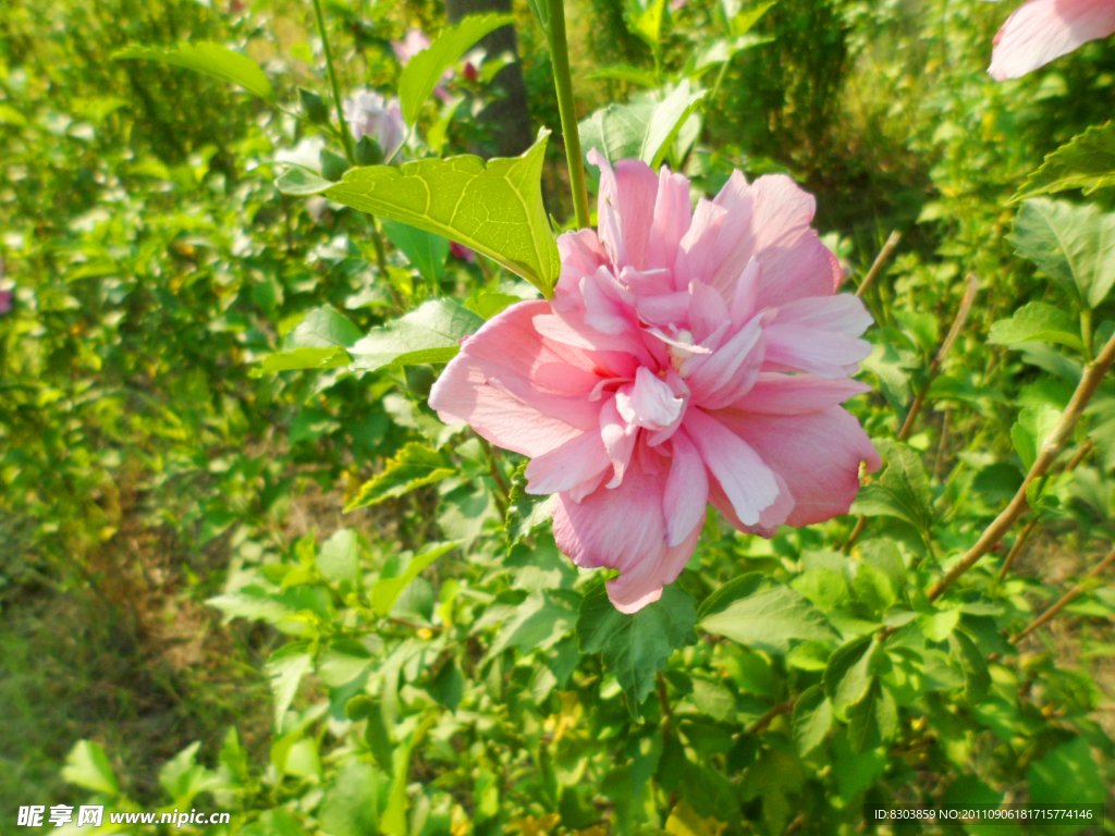 木槿花