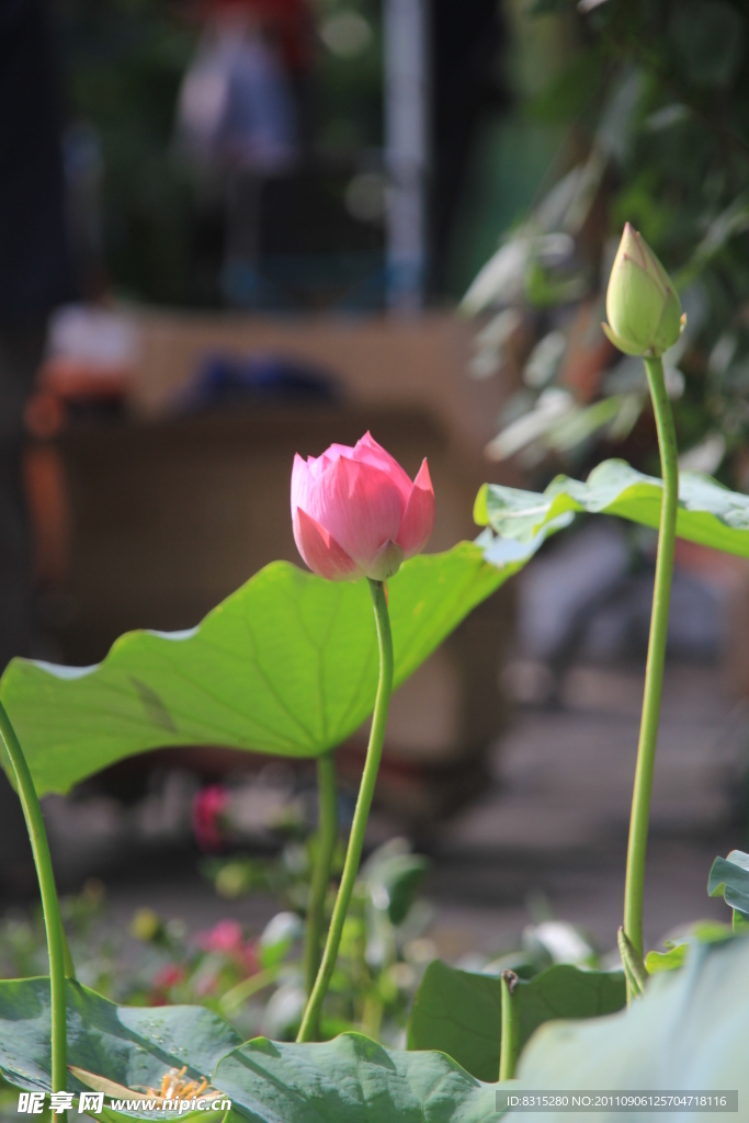 夏日荷花