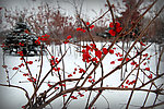 冬红海棠