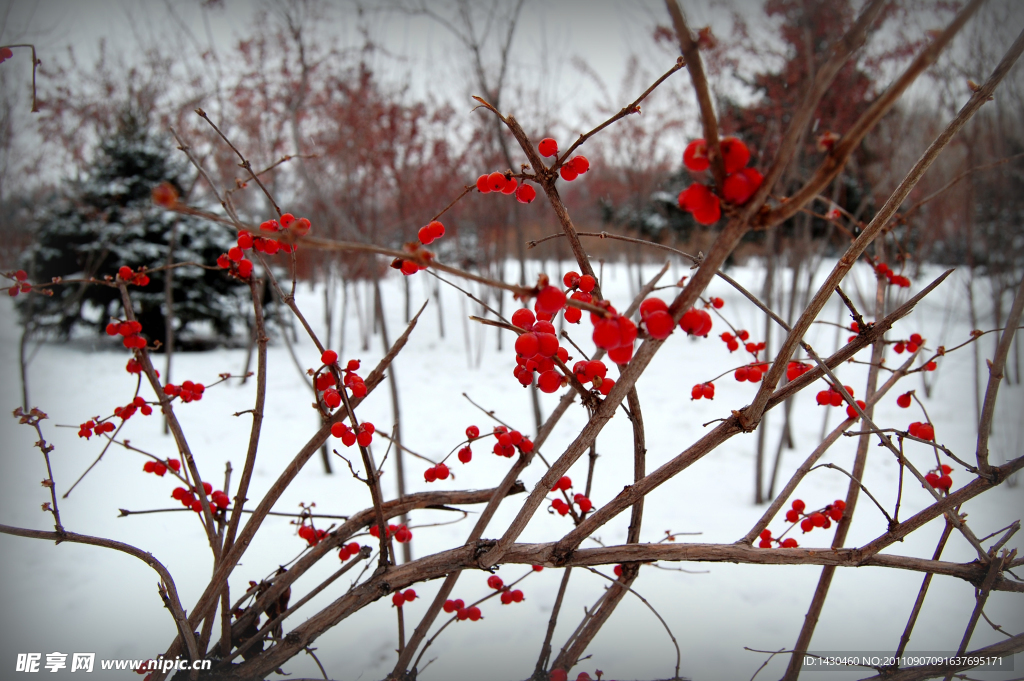冬红海棠
