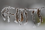雪景