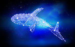 梦幻的鲸鱼星座图