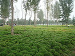 绿草地