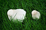绿草地的白色蘑菇