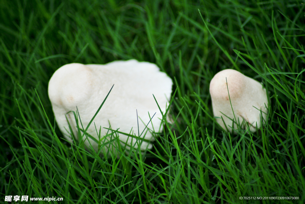 绿草地的白色蘑菇