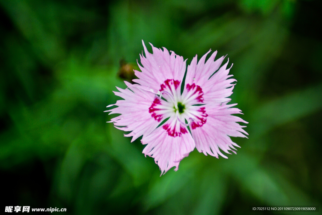 石竹花