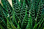 绿色沙漠植物