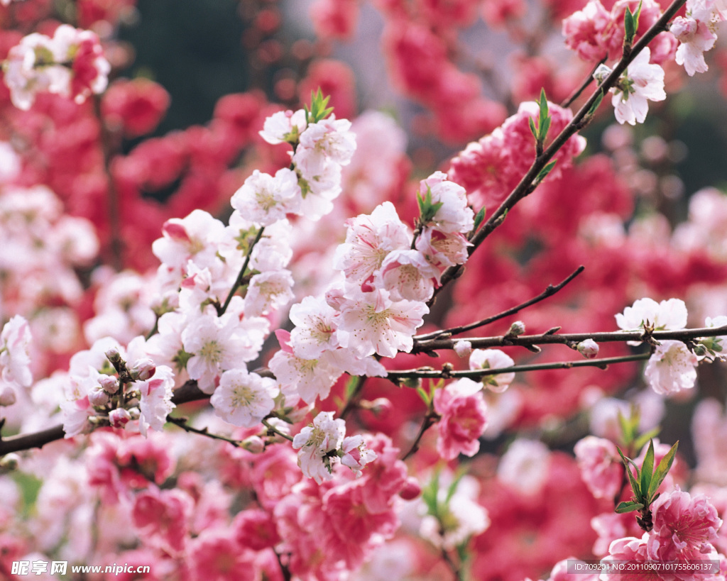 桃花