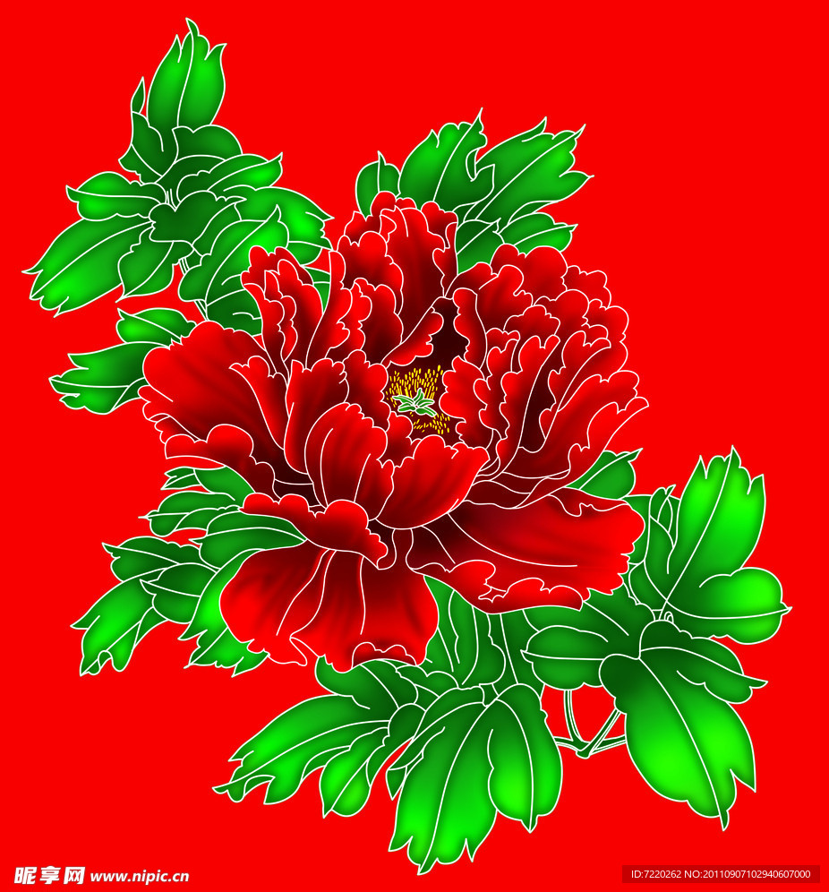 牡丹花