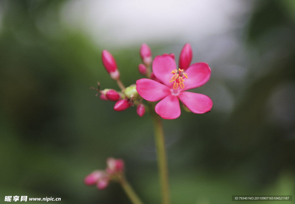 小红花