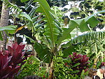 香蕉树