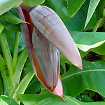 香蕉花