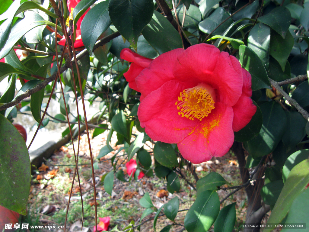 山茶花