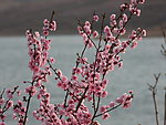 桃花满枝