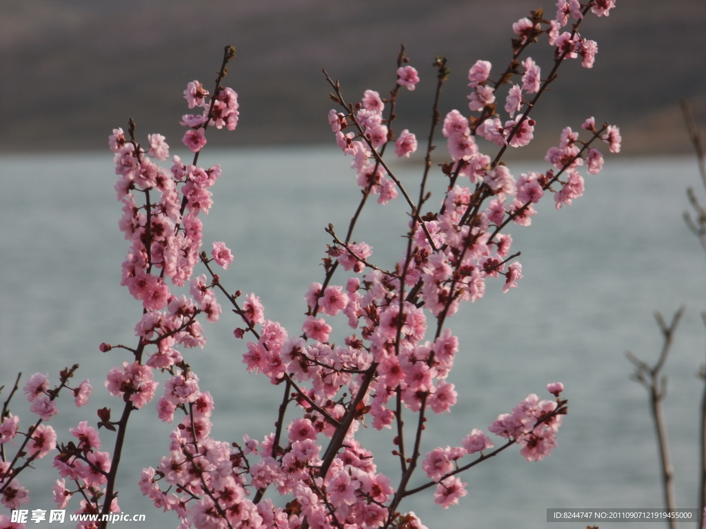 桃花满枝